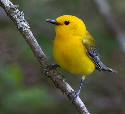 Above: Prothonotary Warbler aka Swamp Canary, credit: USFWS